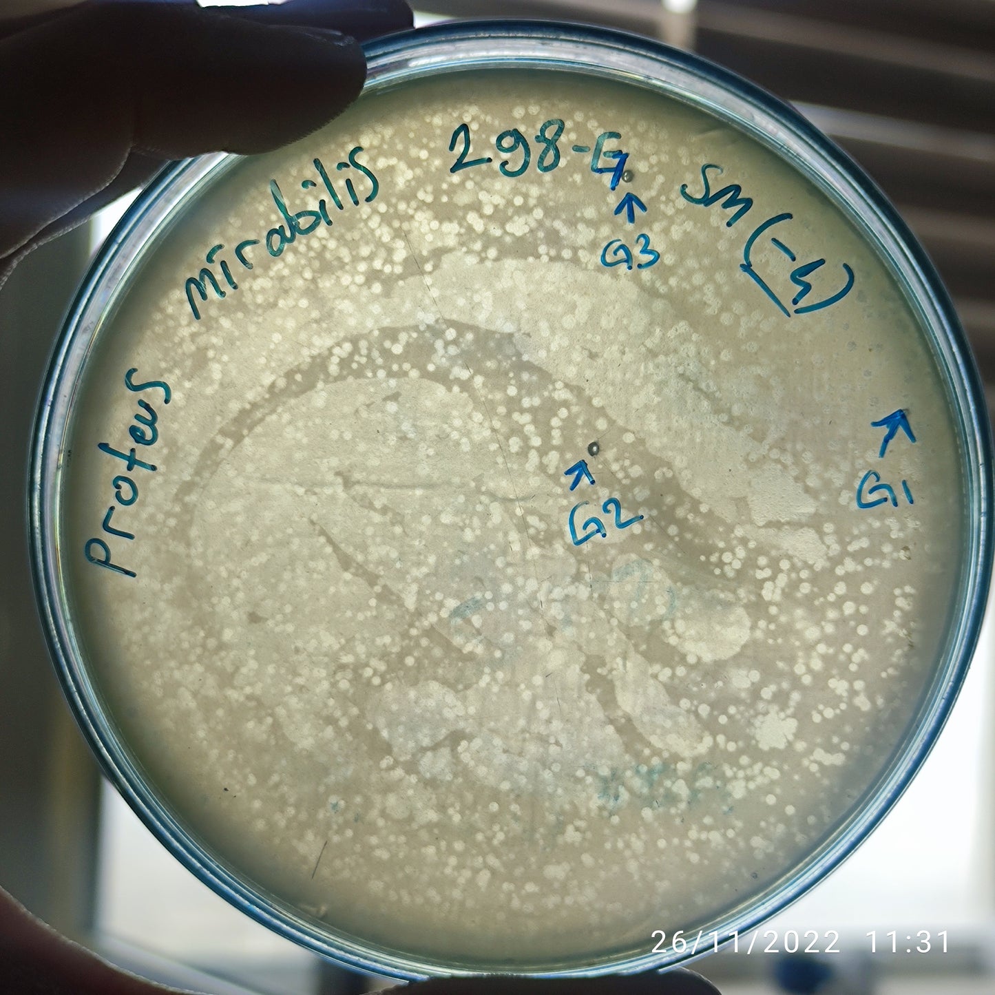 Proteus mirabilis bacteriophage 200298G