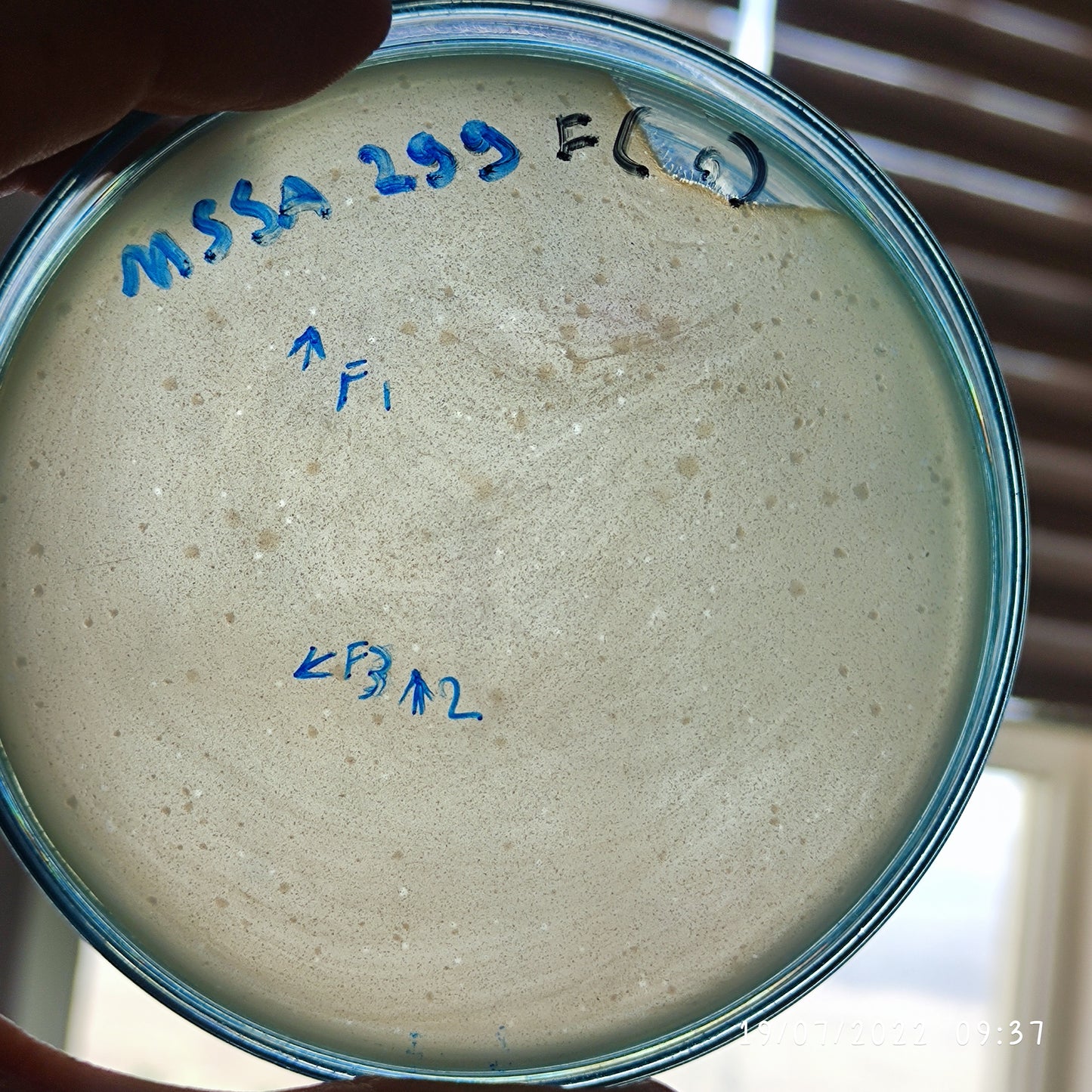 Staphylococcus aureus bacteriophage 152299F