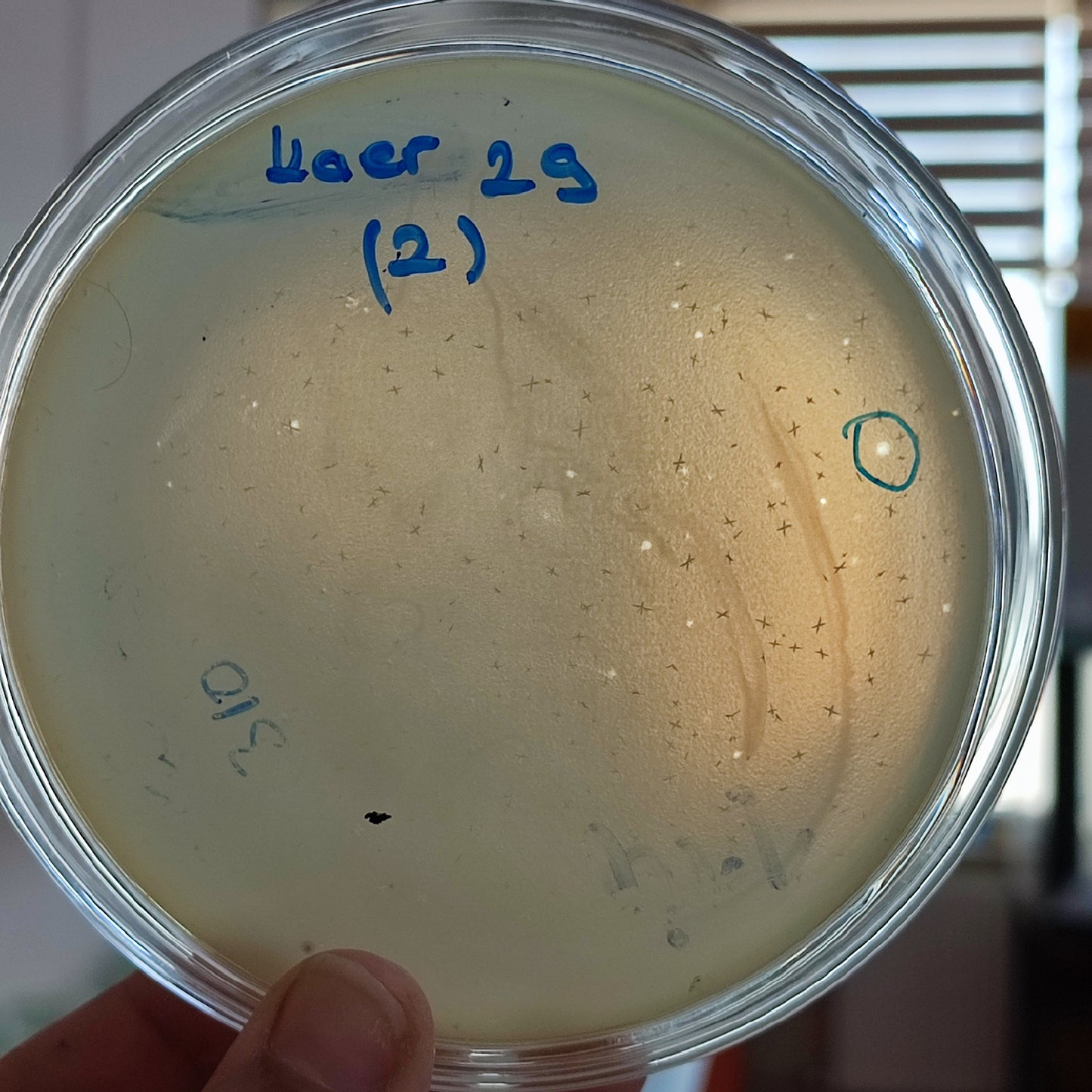 Klebsiella aerogenes bacteriophage 188029D