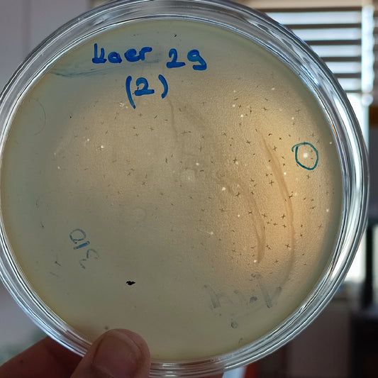 Klebsiella aerogenes bacteriophage 188029D