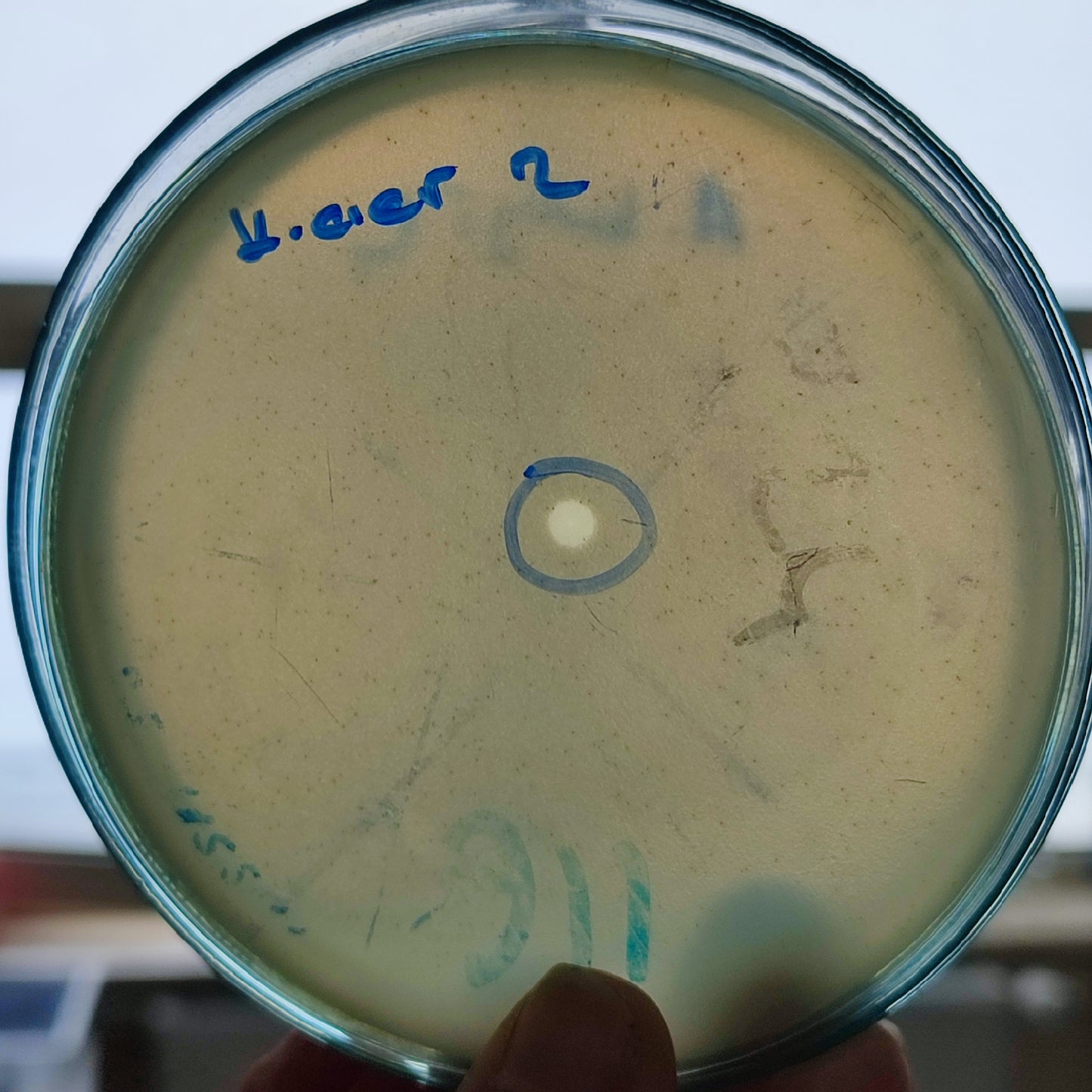 Klebsiella aerogenes bacteriophage 188002D