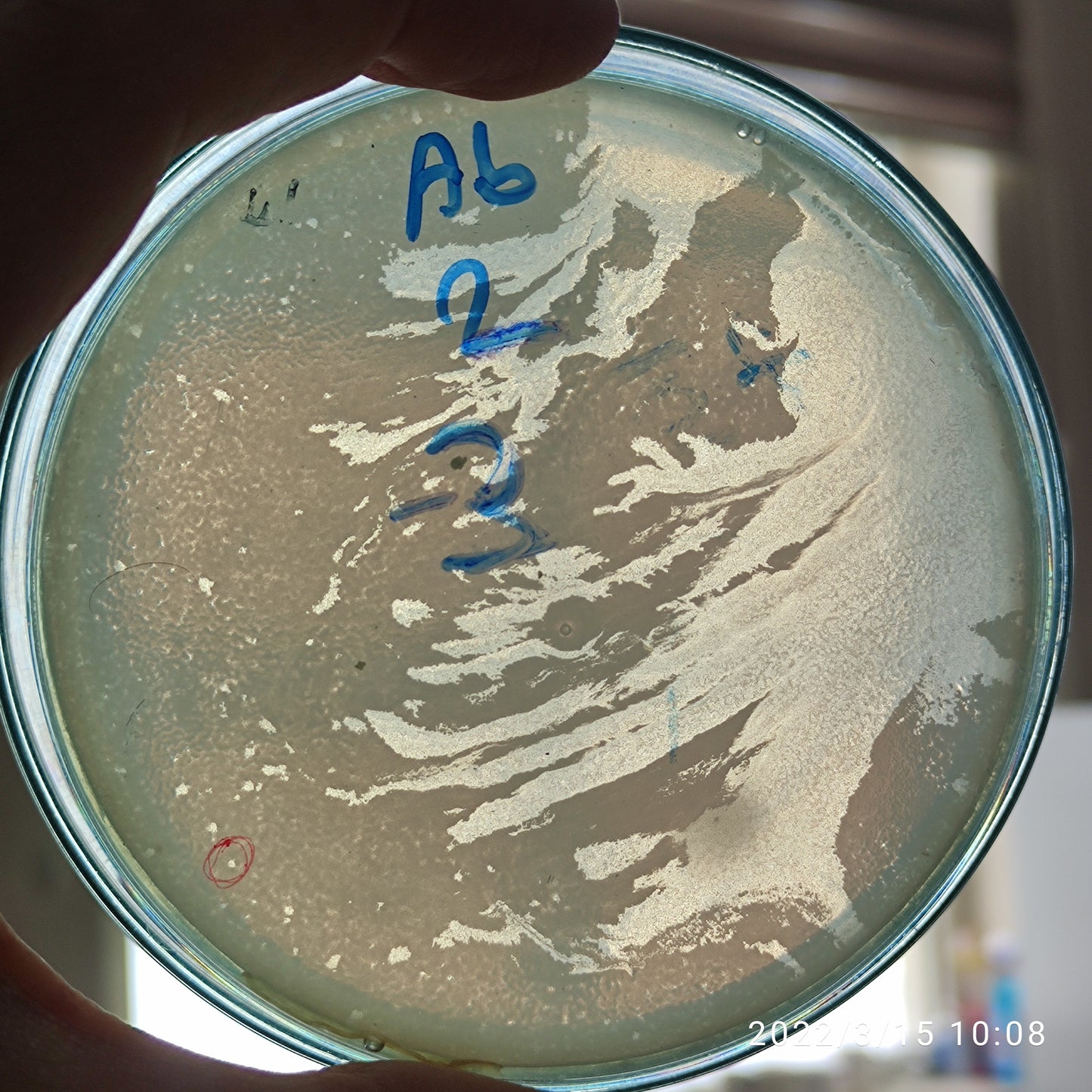 Acinetobacter baumannii bacteriophage 120002D