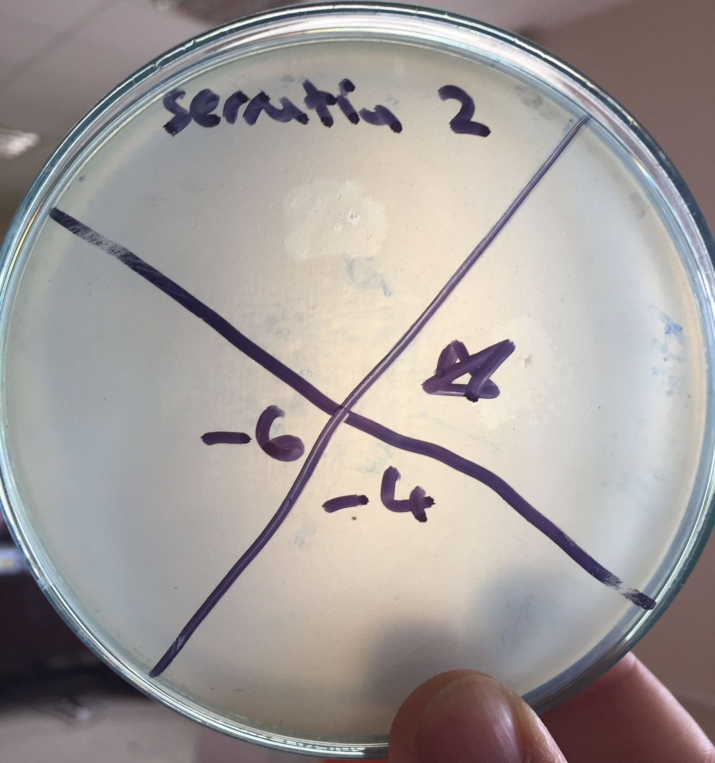 Serratia marcescens bacteriophage 200066A