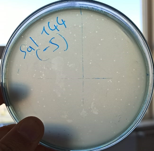 Salmonella bacteriophage 200144A