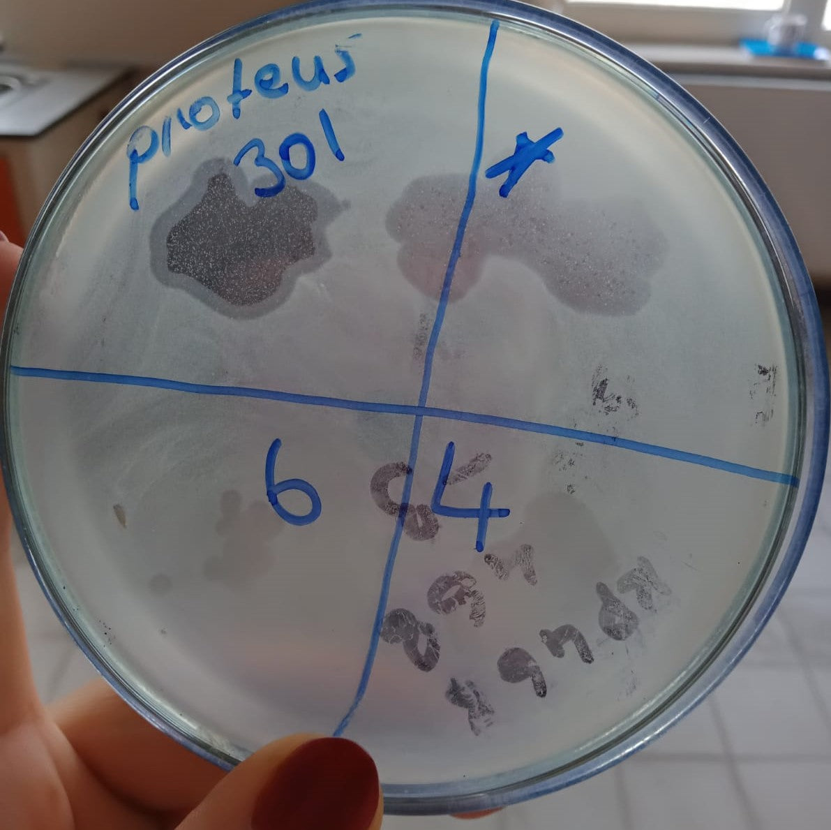 Proteus mirabilis bacteriophage 200301A