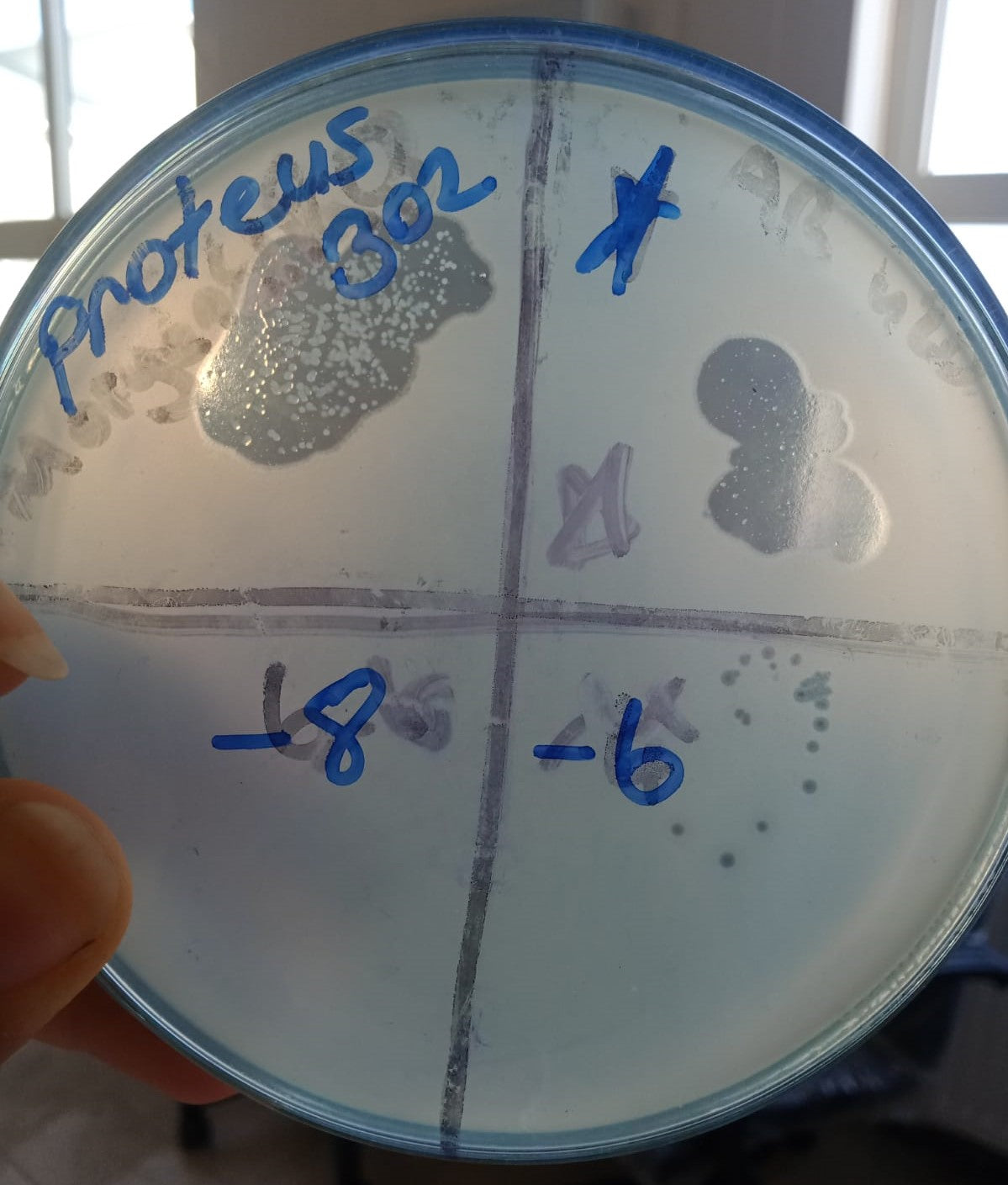 Proteus mirabilis bacteriophage 200302A