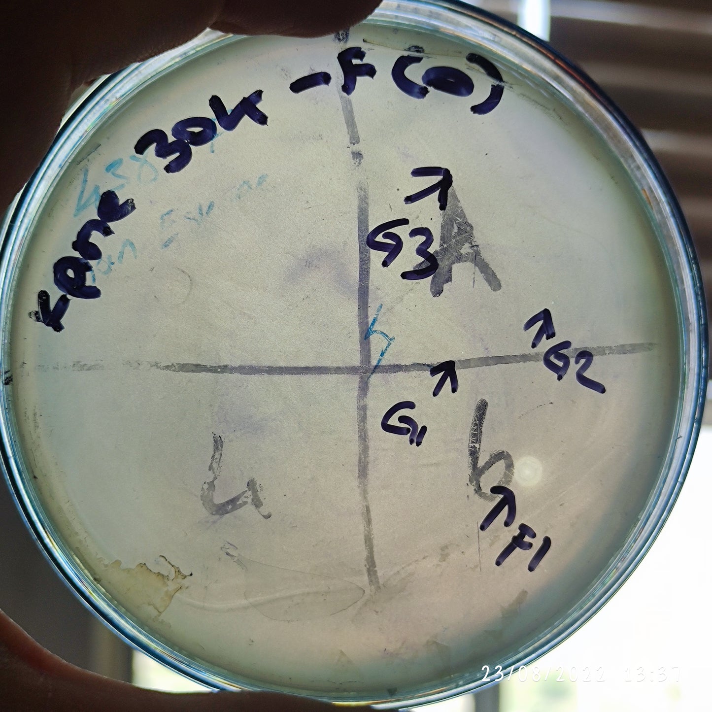 Klebsiella pneumoniae bacteriophage 180304F