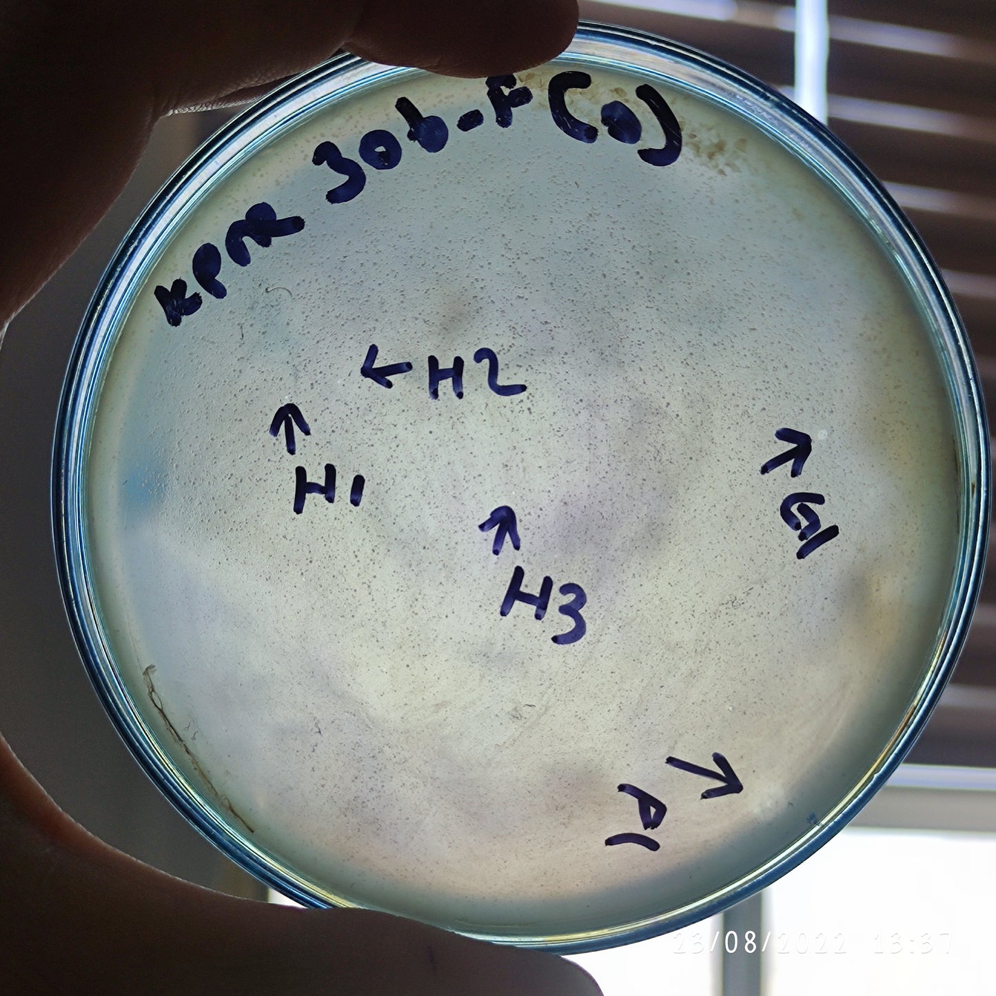Klebsiella pneumoniae bacteriophage 180306F