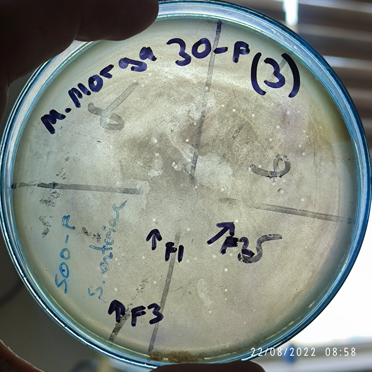 Morganella morganii bacteriophage 200030F