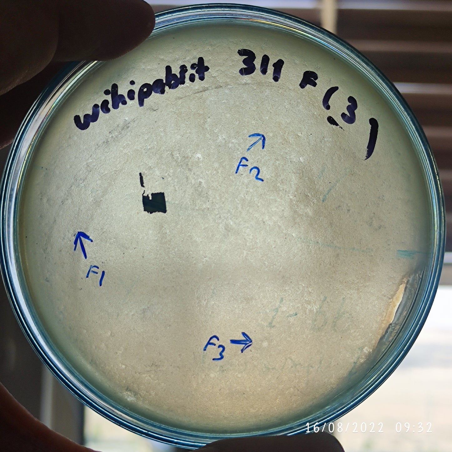 Wohlfahrtiimonas chitiniclastica bacteriophage 200311F