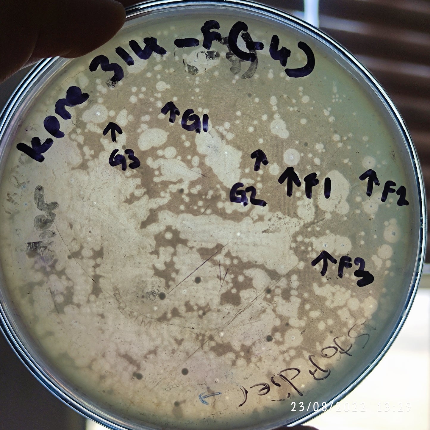 Klebsiella pneumoniae bacteriophage 180314F