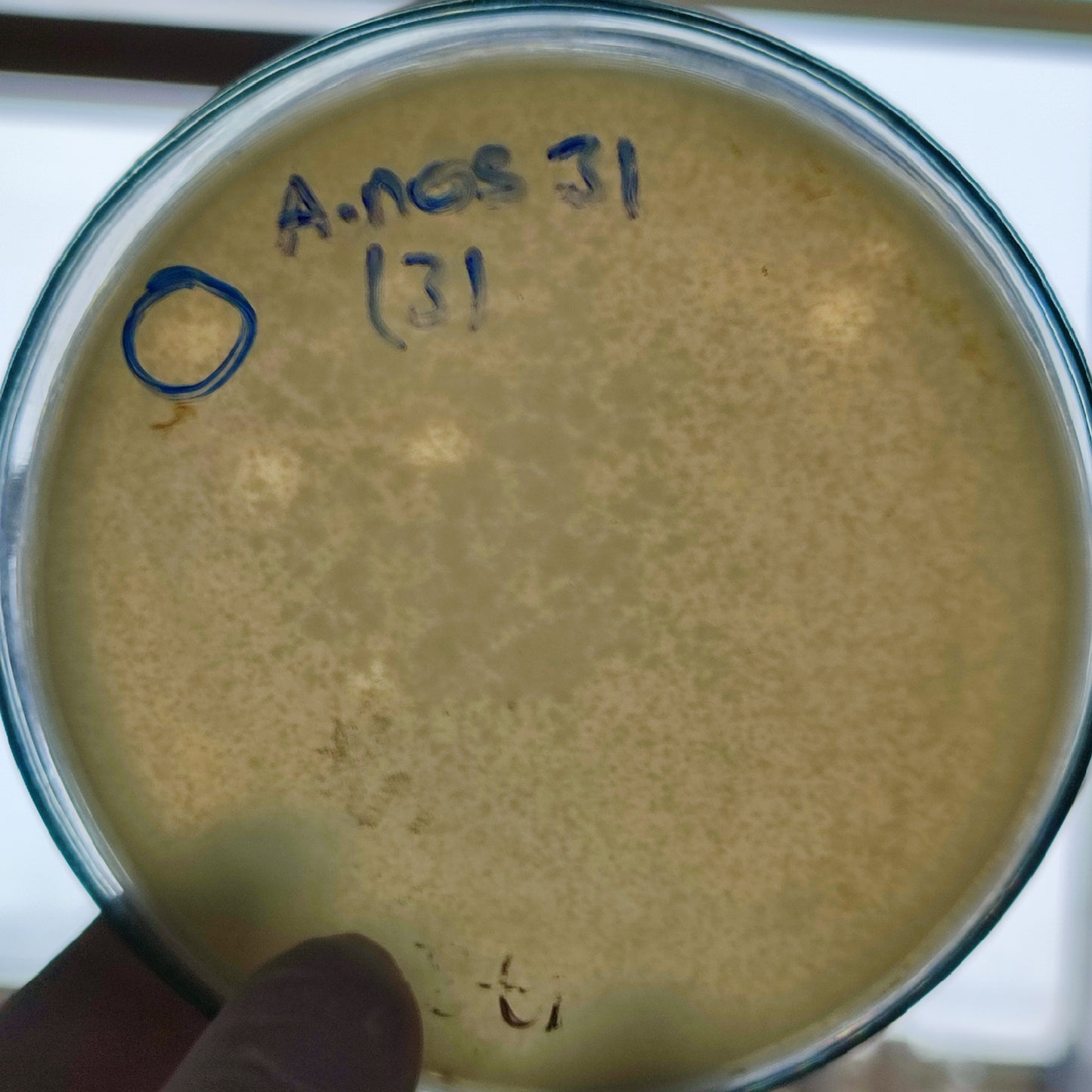 Acinetobacter nosocomialis bacteriophage 128031D