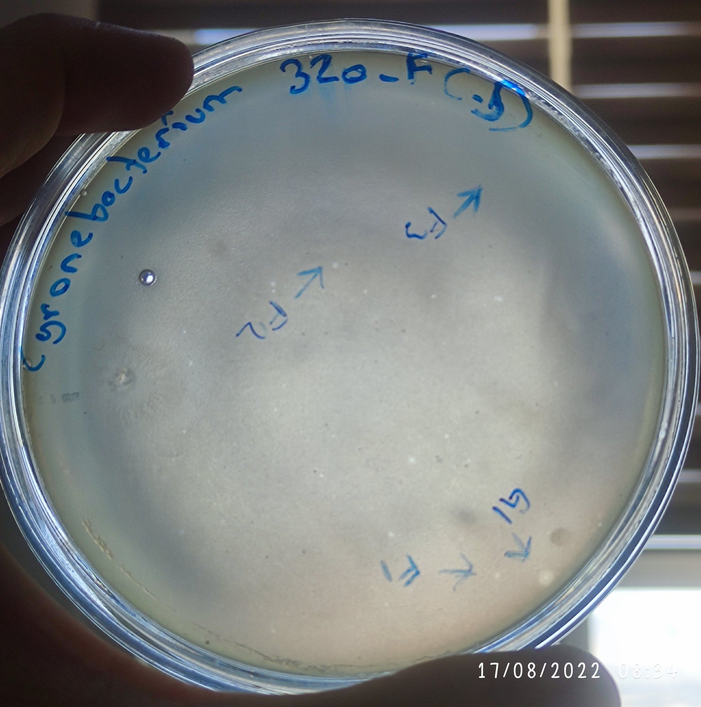 Corynebacterium diphtheriae bacteriophage 200320G