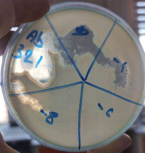 Acinetobacter baumannii bacteriophage 120321A