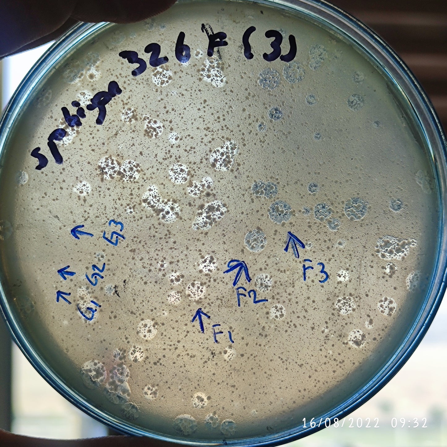Sphingobium yanoikuyae bacteriophage 326F