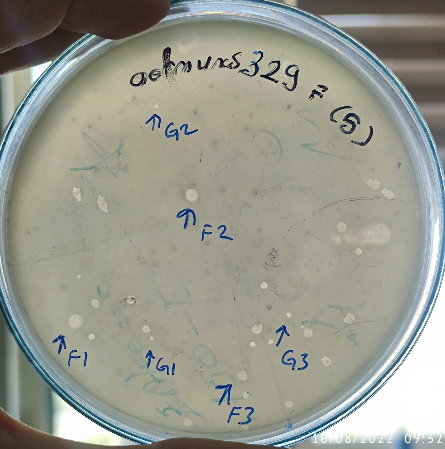 Aeromonas spp. bacteriophage 200329F