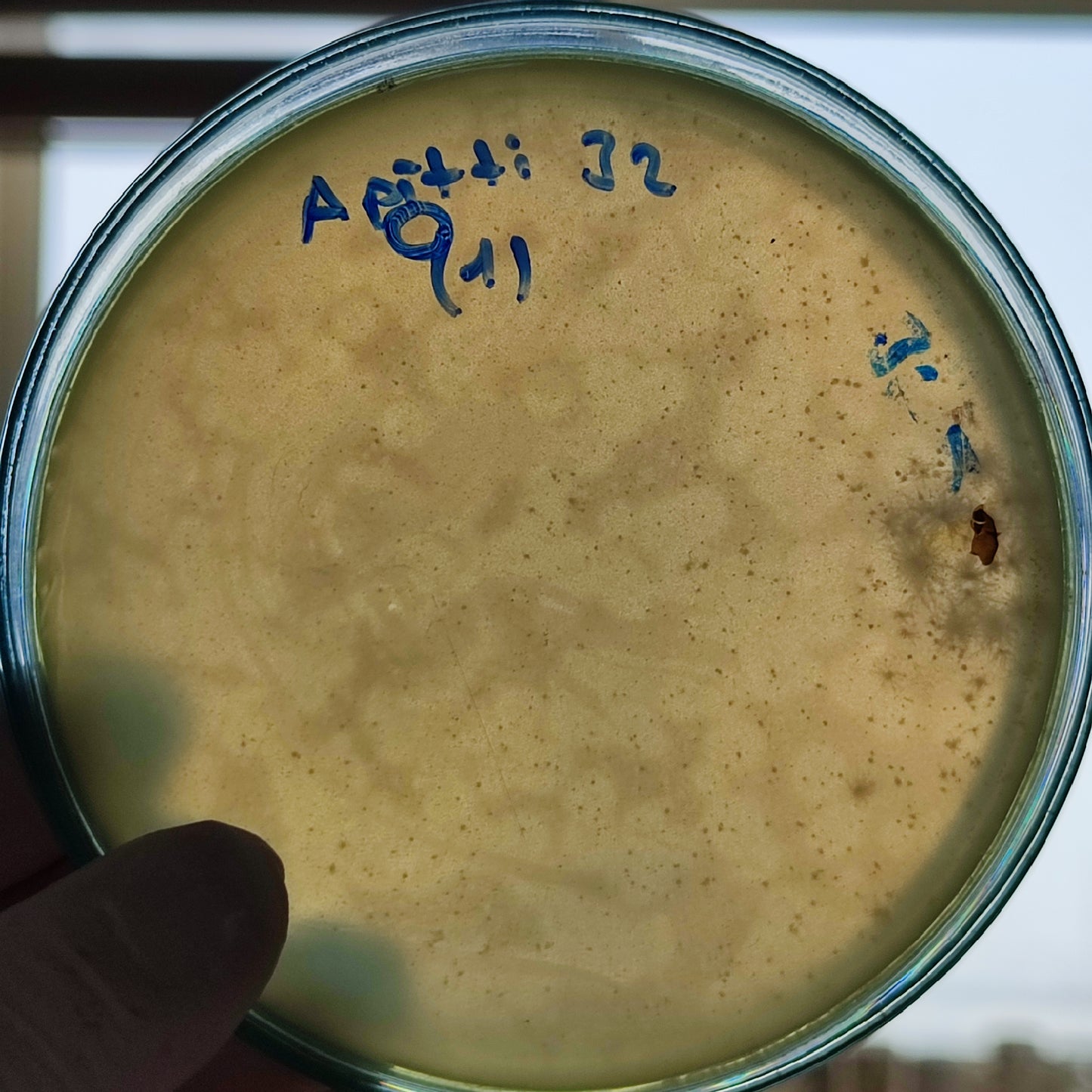 Acinetobacter pittii bacteriophage 128032D