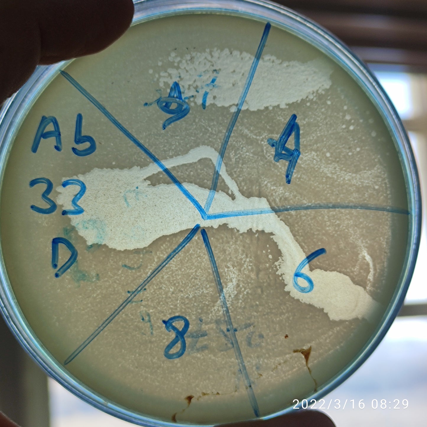 Acinetobacter baumannii bacteriophage 120033D