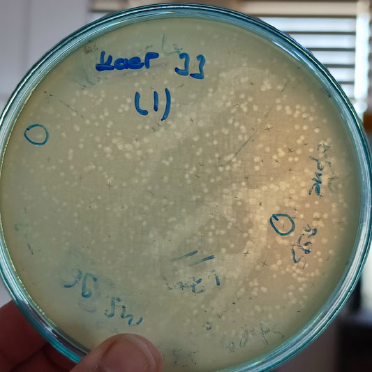 Klebsiella aerogenes bacteriophage 188033D