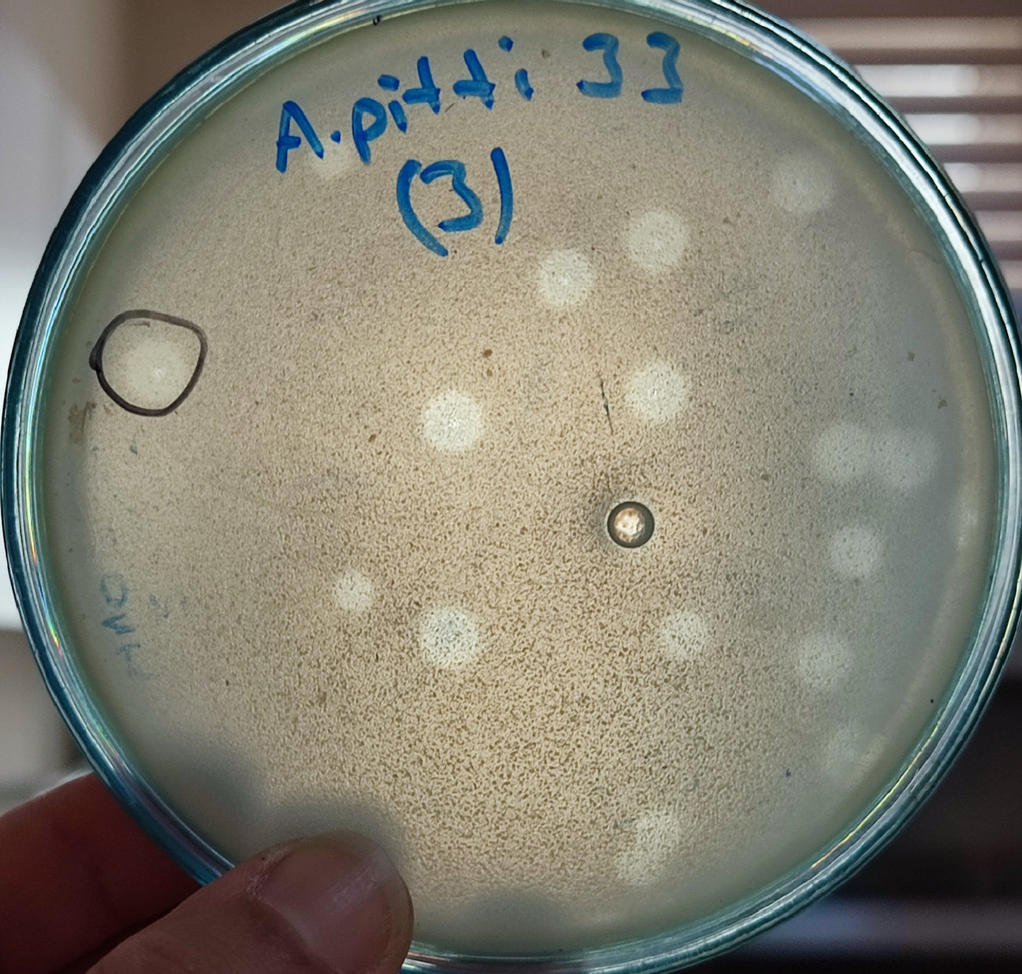 Acinetobacter pittii bacteriophage 128033D