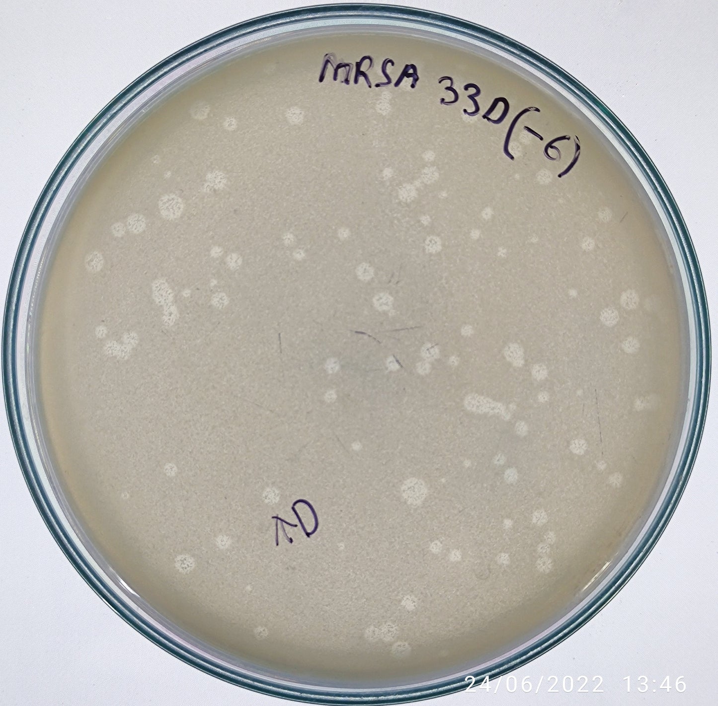 Staphylococcus aureus bacteriophage 150033D