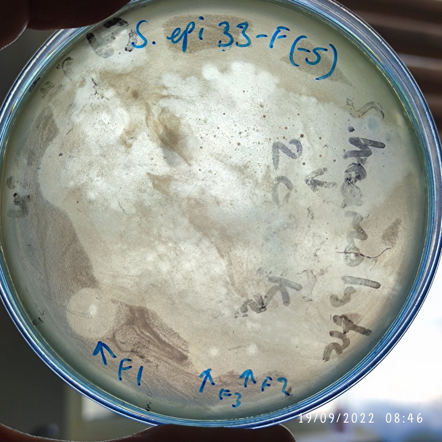 Staphylococcus epidermidis bacteriophage 158033F