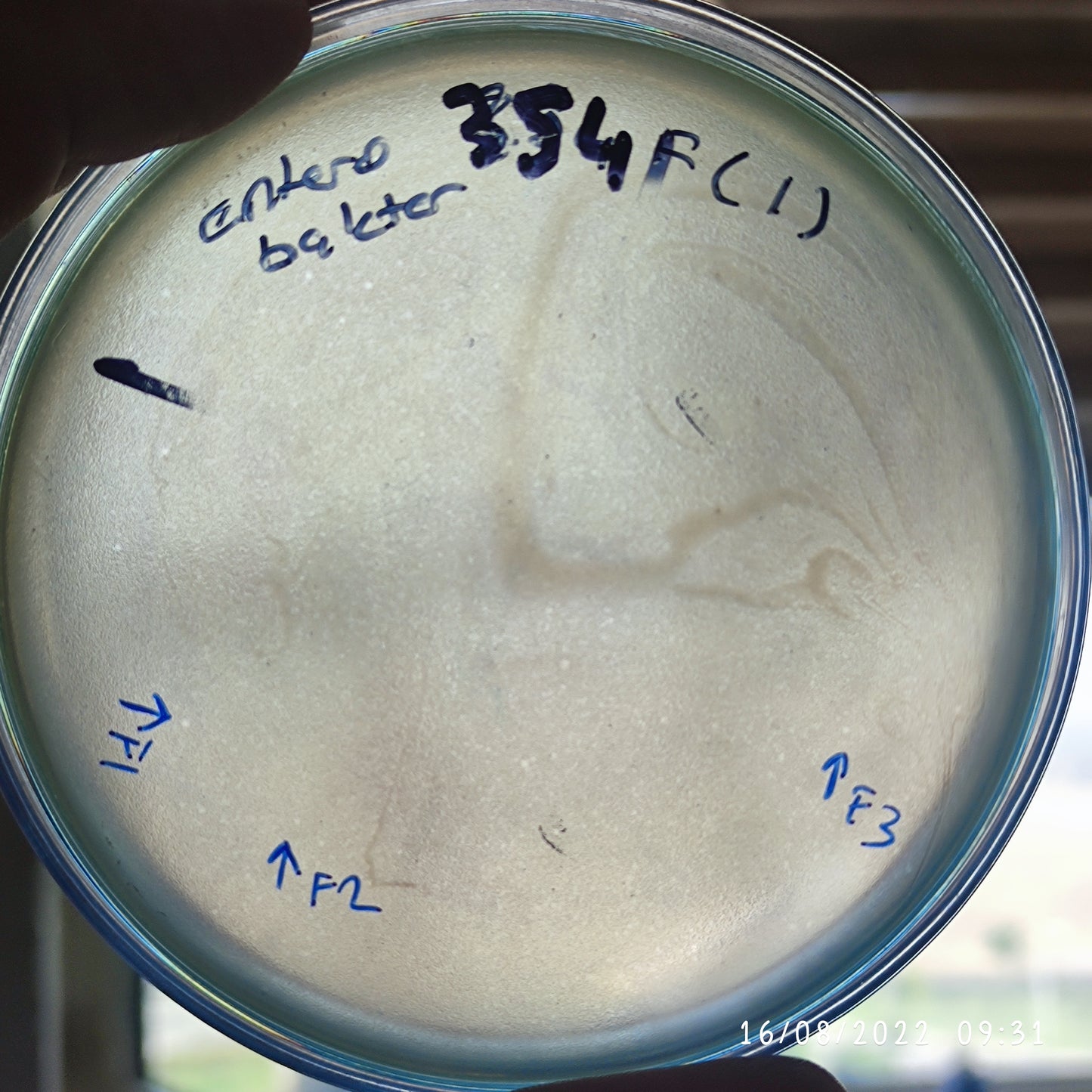 Enterobacter kobei bacteriophage 200354F