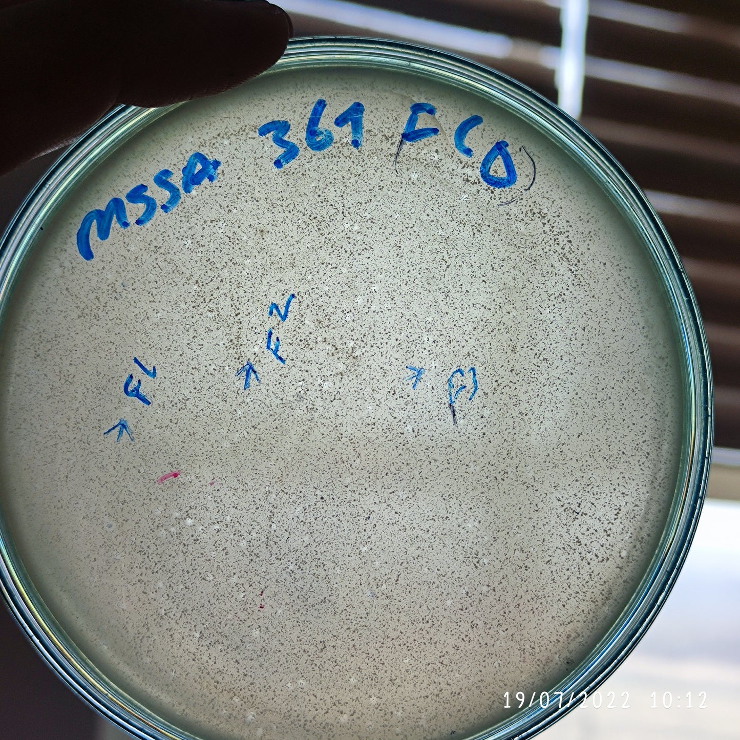 Staphylococcus aureus bacteriophage 152361F