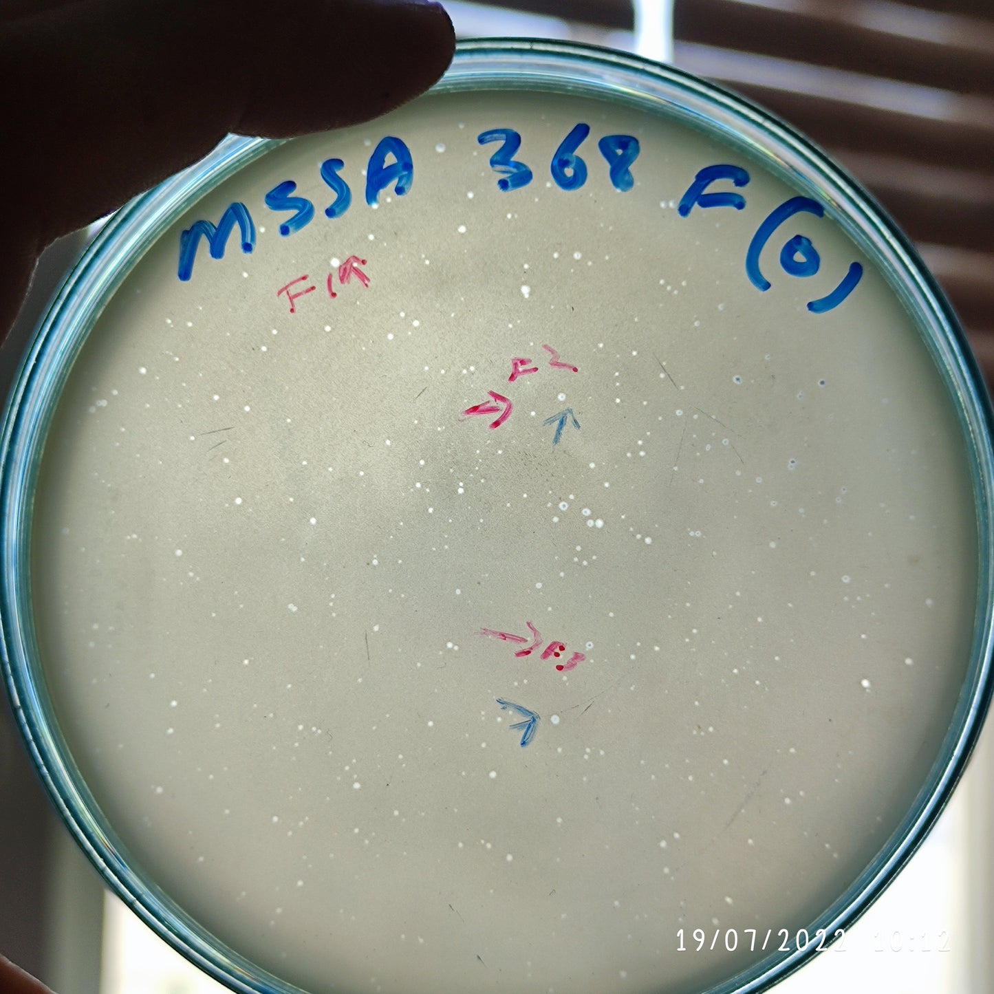 Staphylococcus aureus bacteriophage 152368F