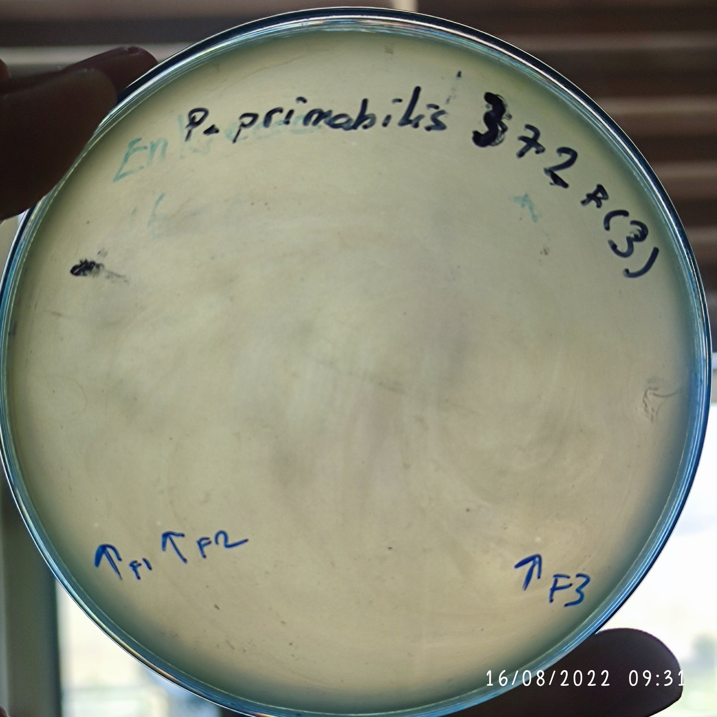 Proteus mirabilis bacteriophage 200372F