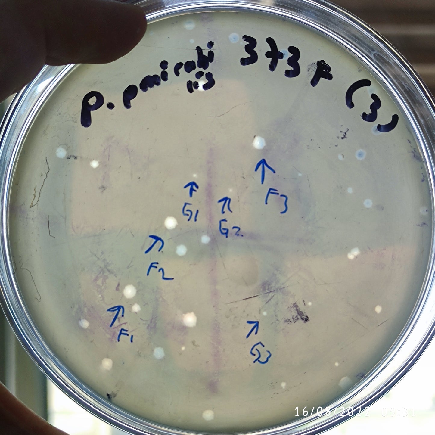Proteus mirabilis bacteriophage 200373G