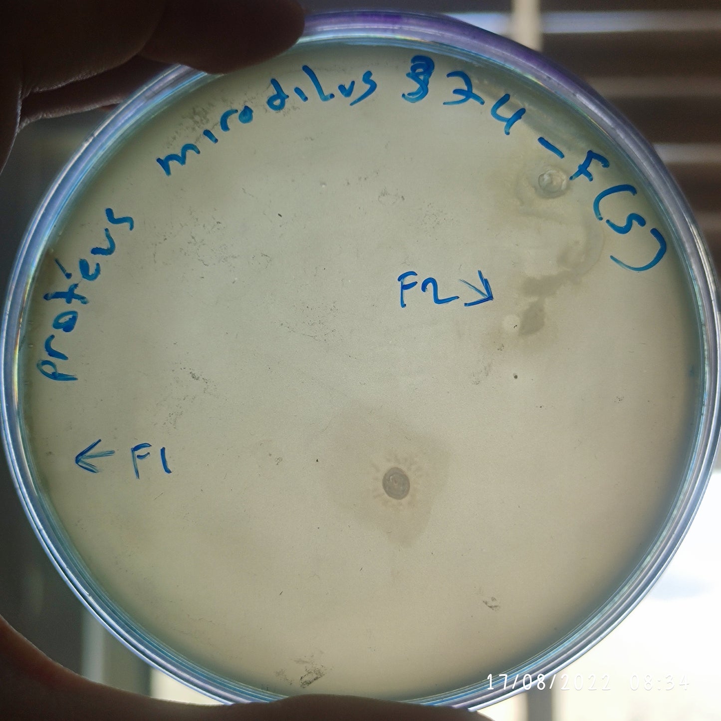 Proteus mirabilis bacteriophage 200374F