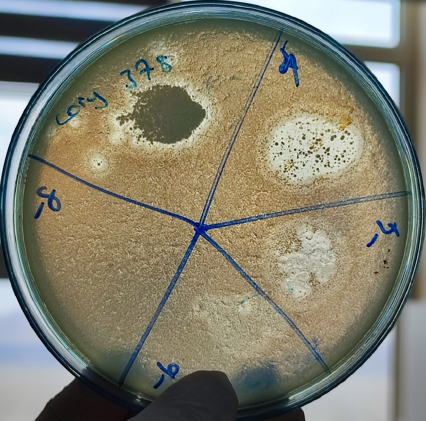 Corynebacterium bacteriophage 200378D