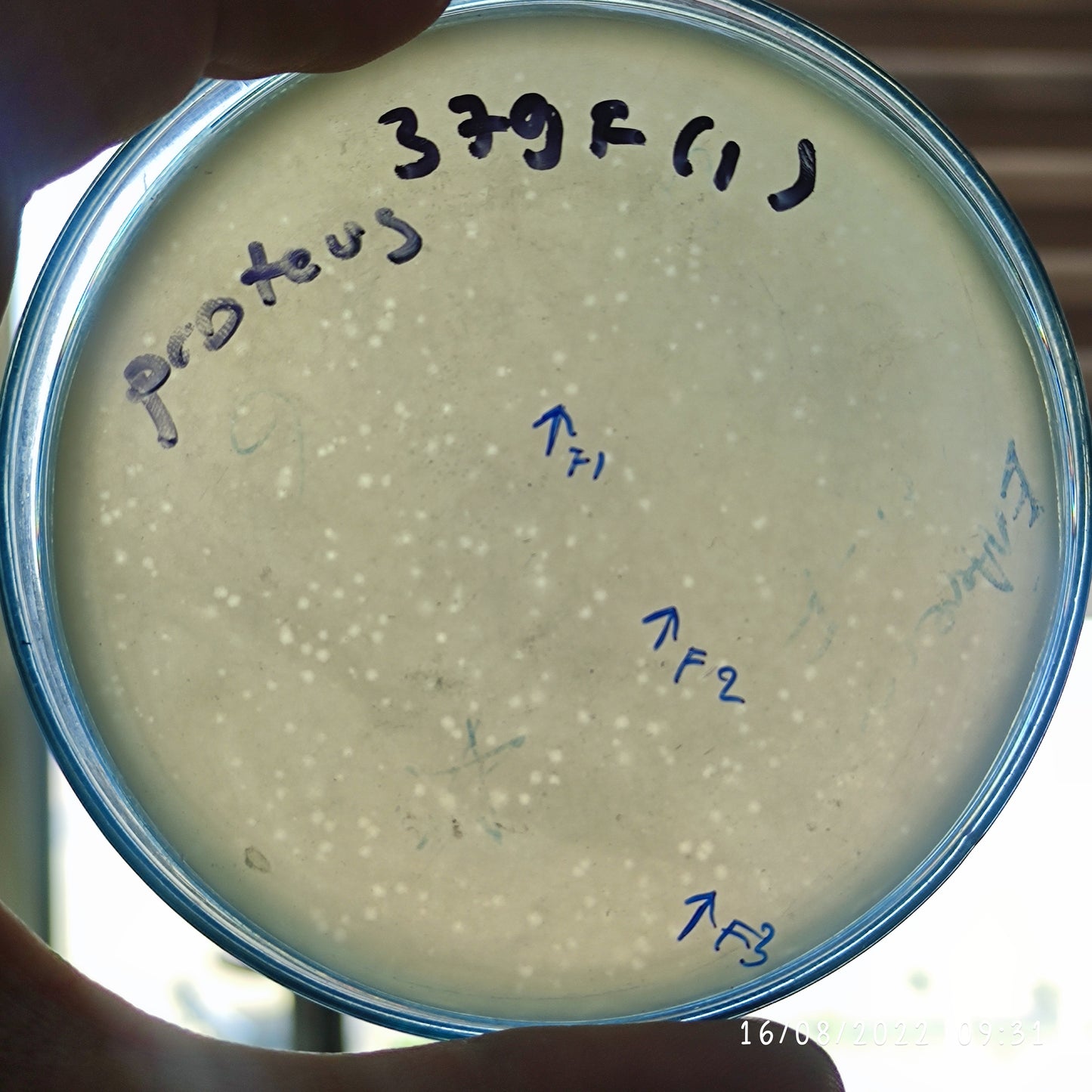 Proteus mirabilis bacteriophage 200379F