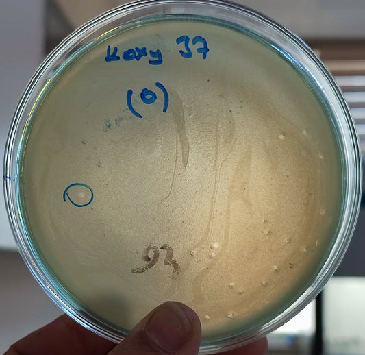 Klebsiella oxytoca bacteriophage 188037D