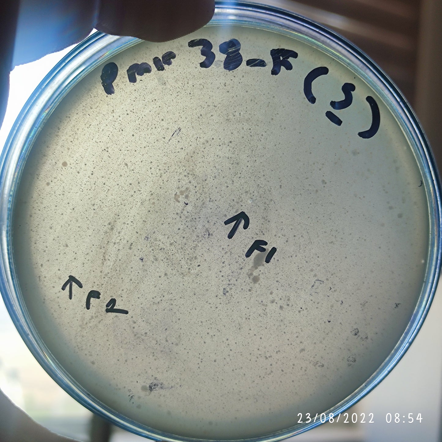 Proteus mirabilis bacteriophage 200038F