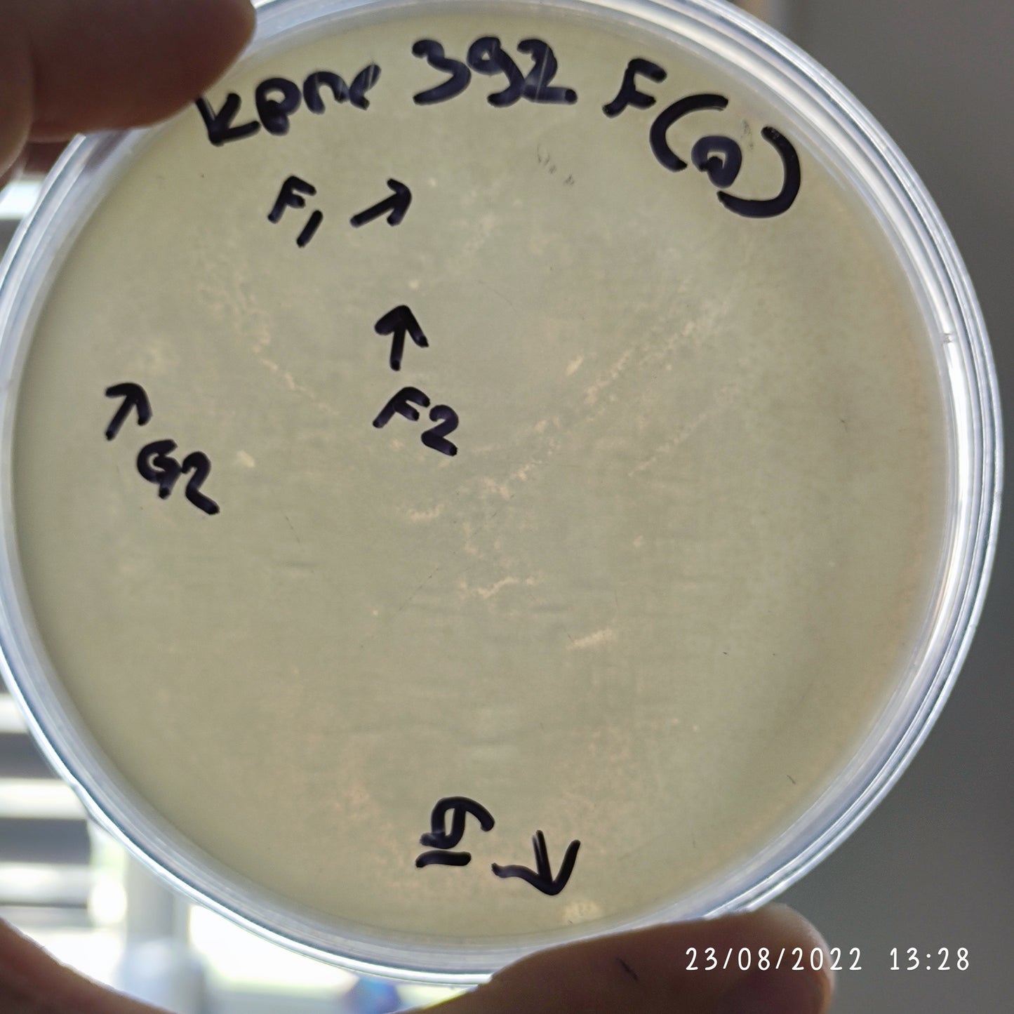 Klebsiella pneumoniae bacteriophage 180392F