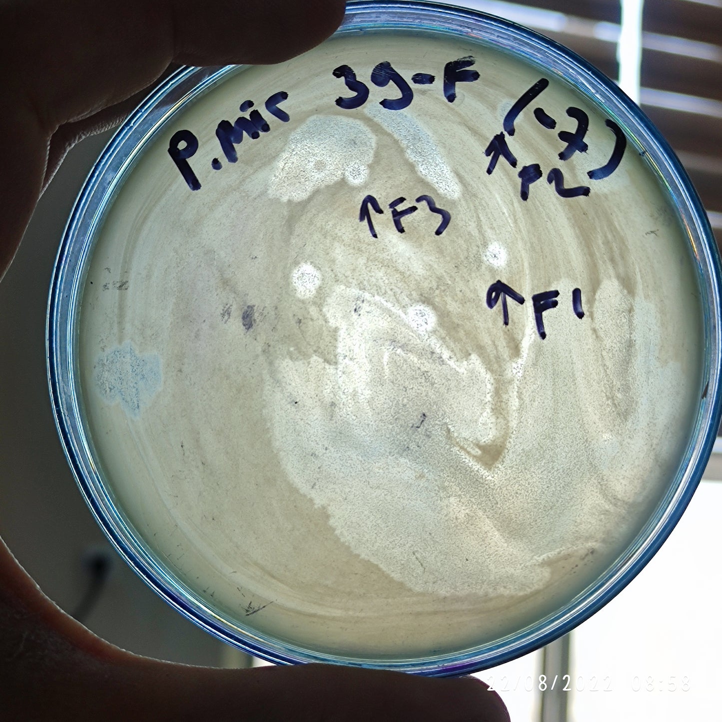 Proteus mirabilis bacteriophage 200039F