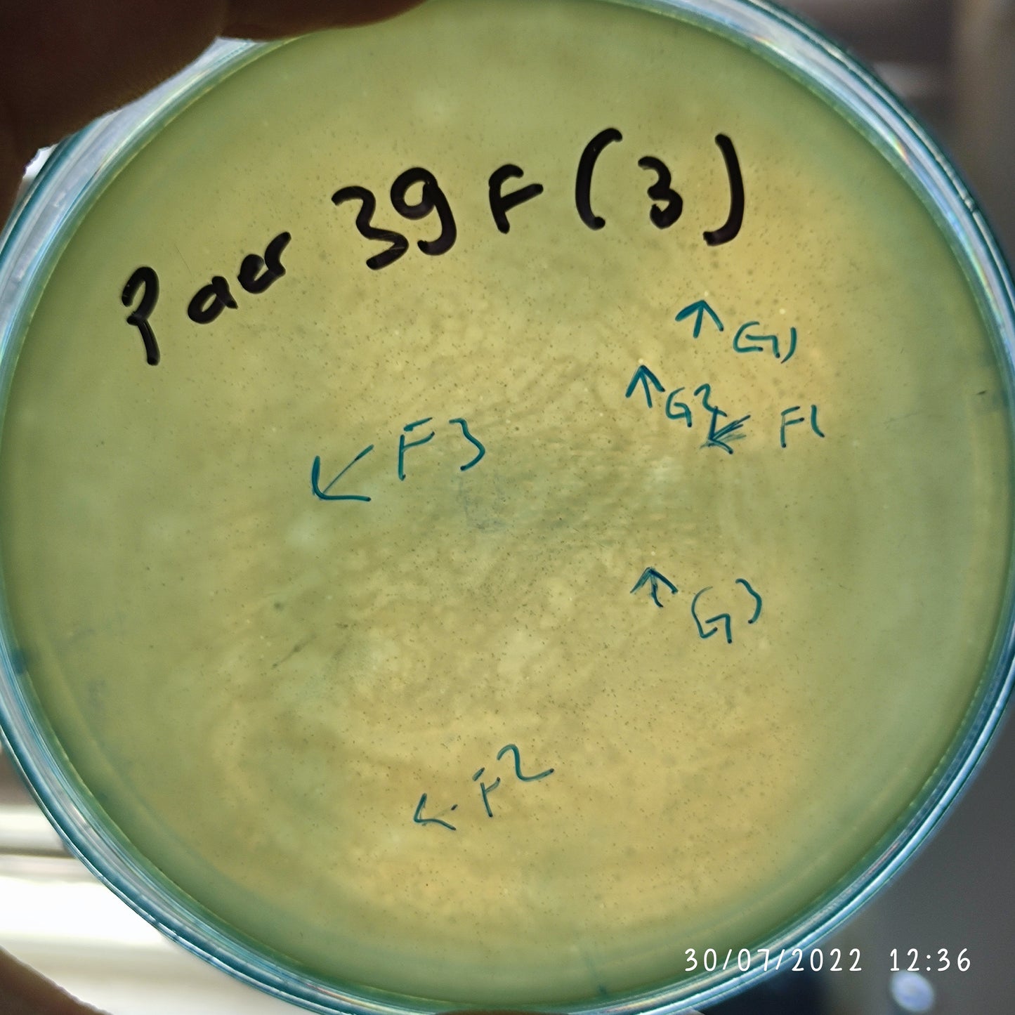 Pseudomonas aeruginosa bacteriophage 130039F