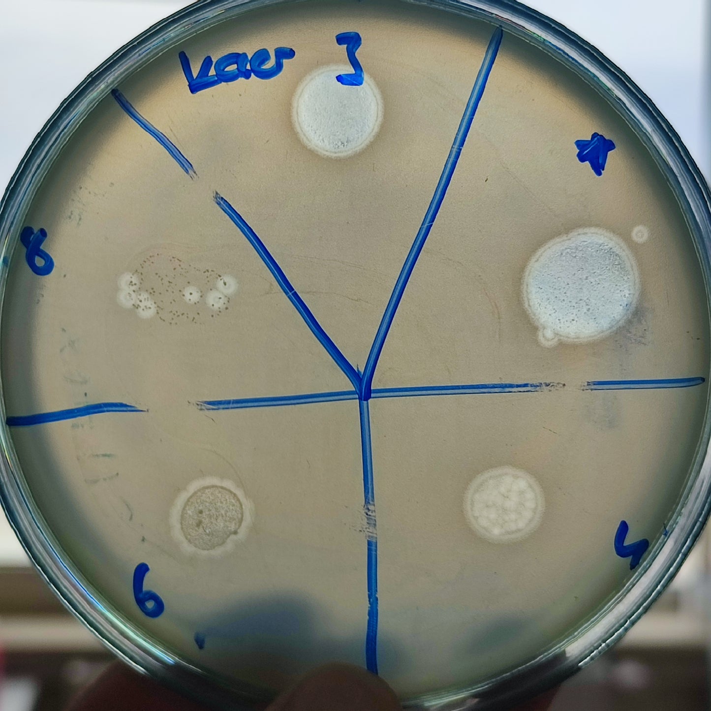 Klebsiella aerogenes bacteriophage 188003D