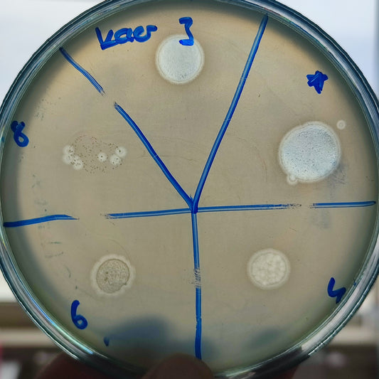 Klebsiella aerogenes bacteriophage 188003D