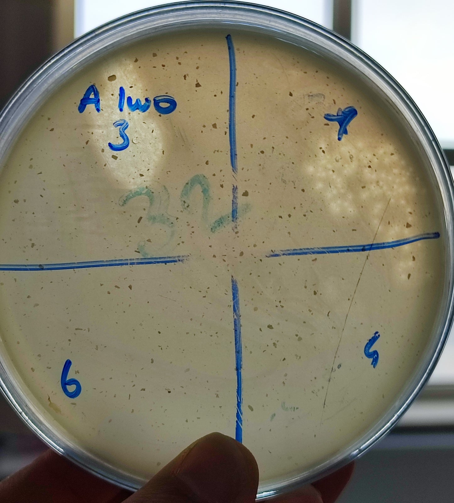 Acinetobacter lwoffii bacteriophage 128003D
