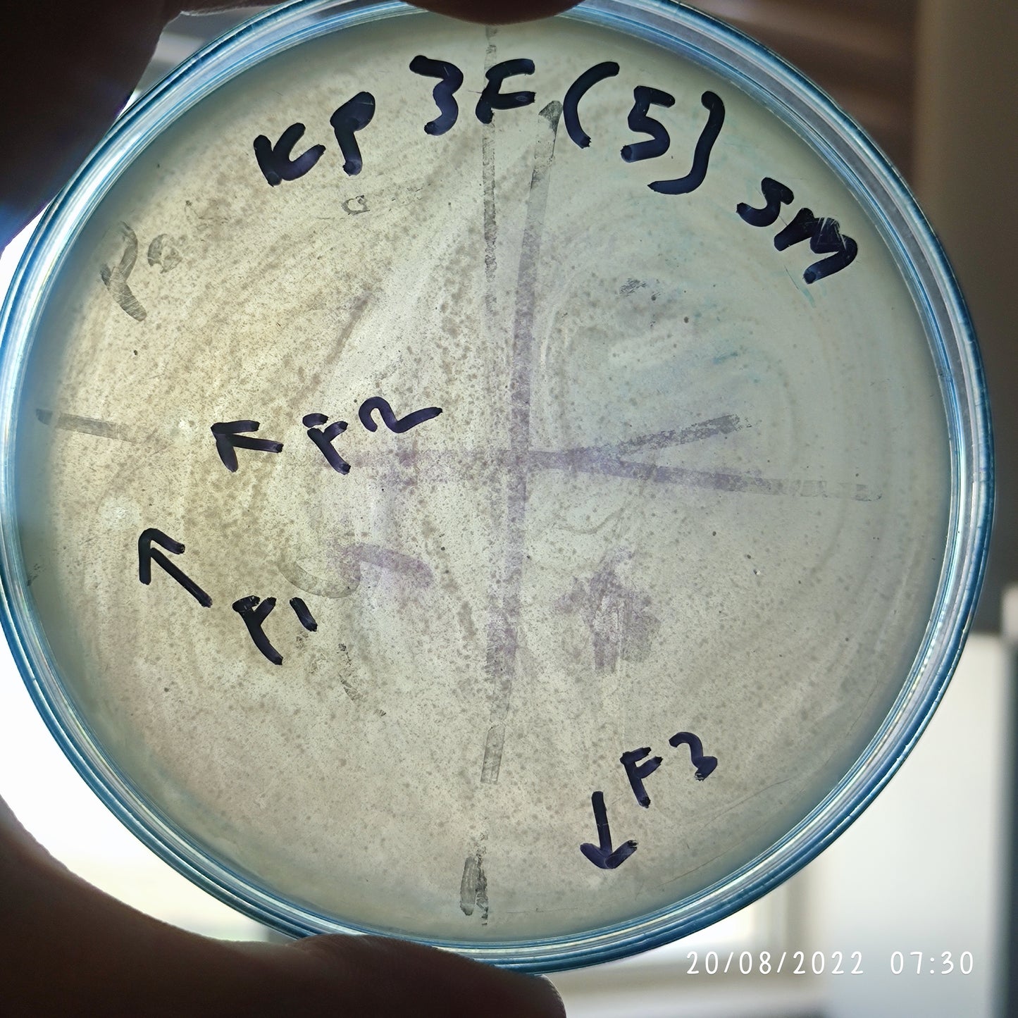 Klebsiella pneumoniae bacteriophage 180003F