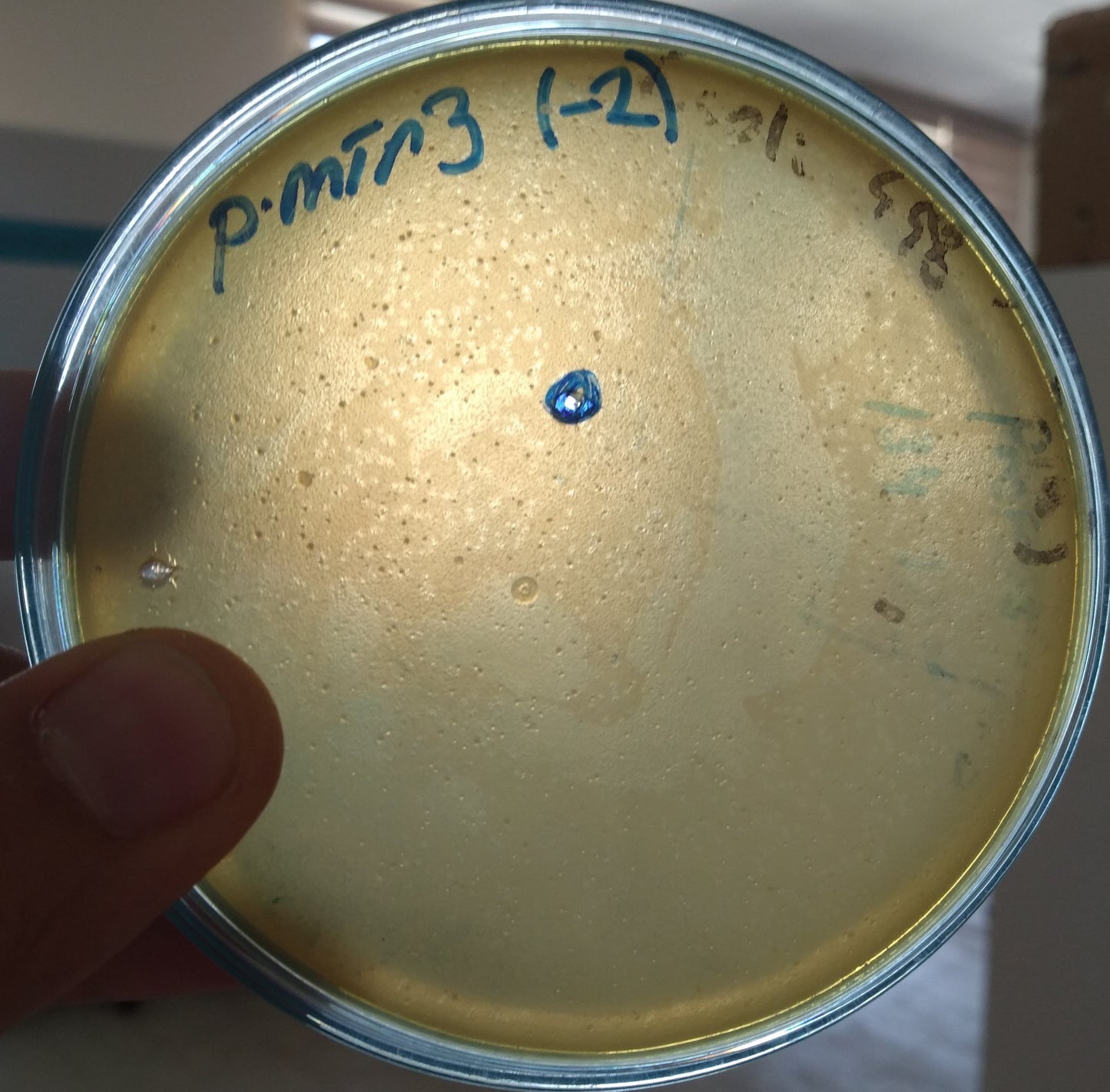 Proteus mirabilis bacteriophage 200036A