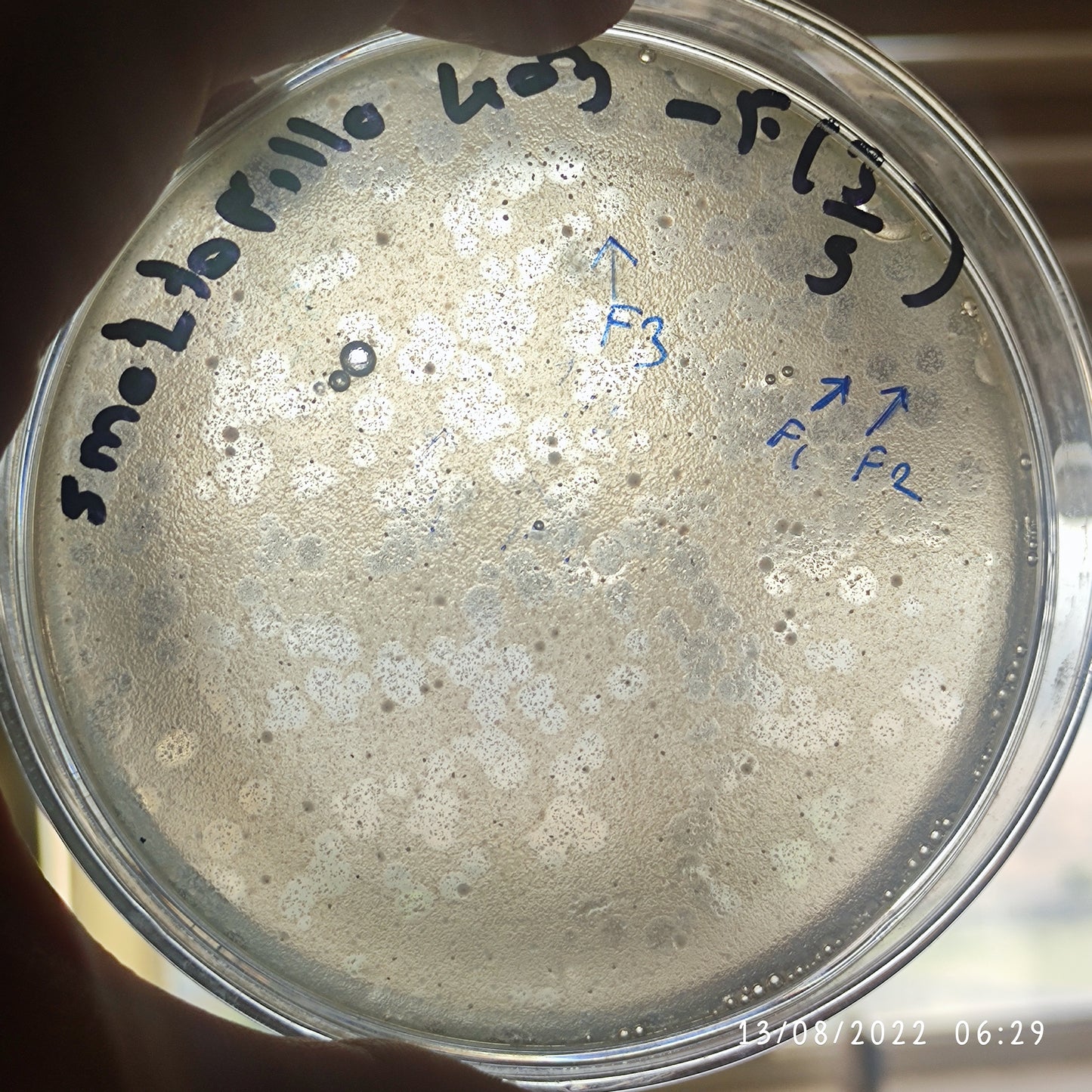 Stenotrophomonas maltophilia bacteriophage 200403F