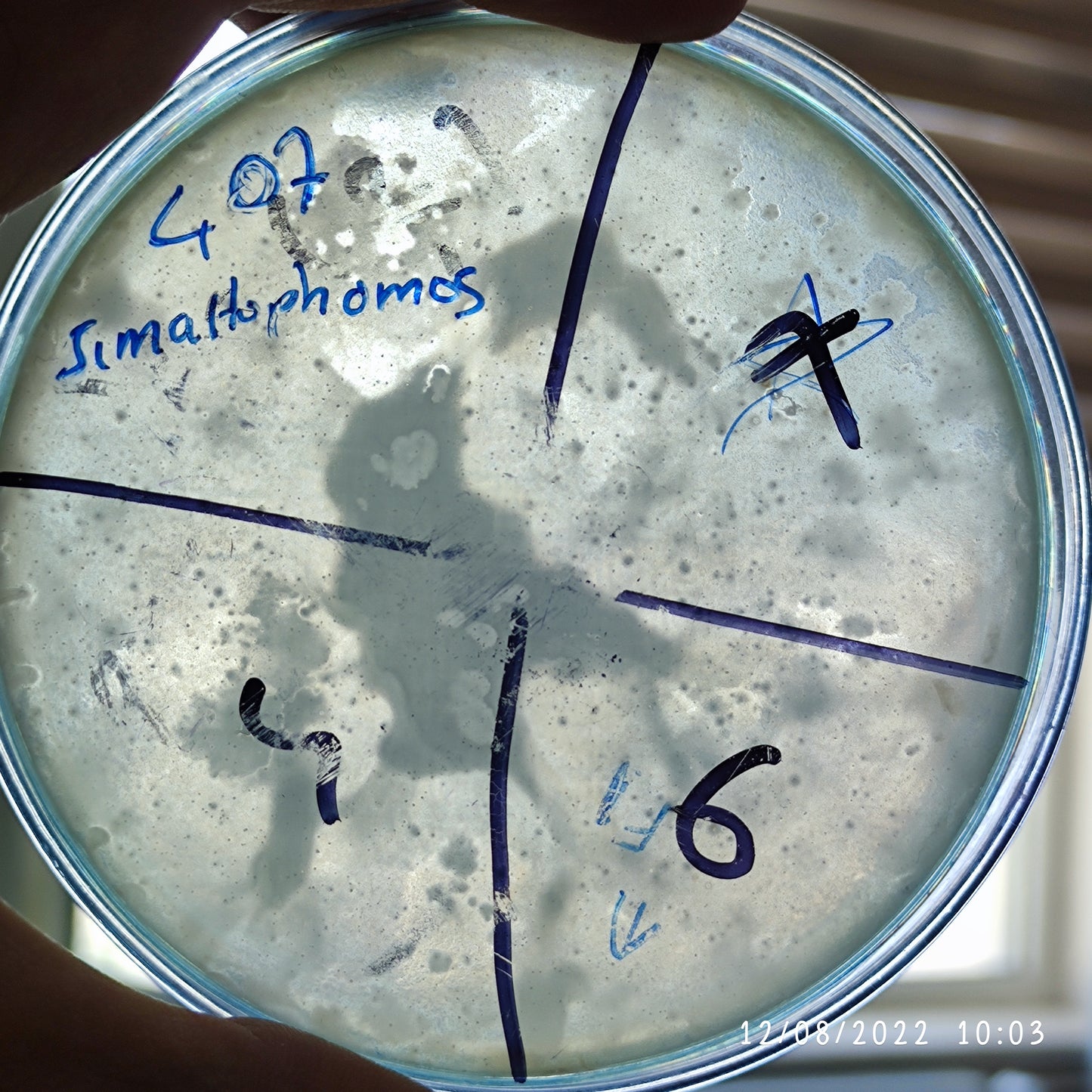 Stenotrophomonas maltophilia bacteriophage 200407F