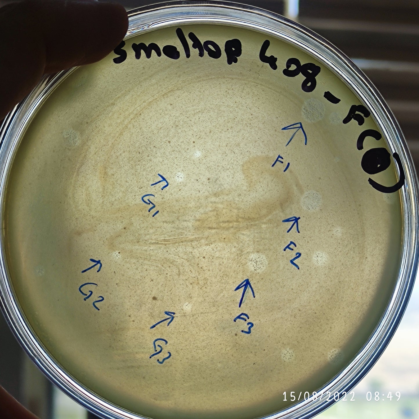Stenotrophomonas maltophilia bacteriophage 200408G