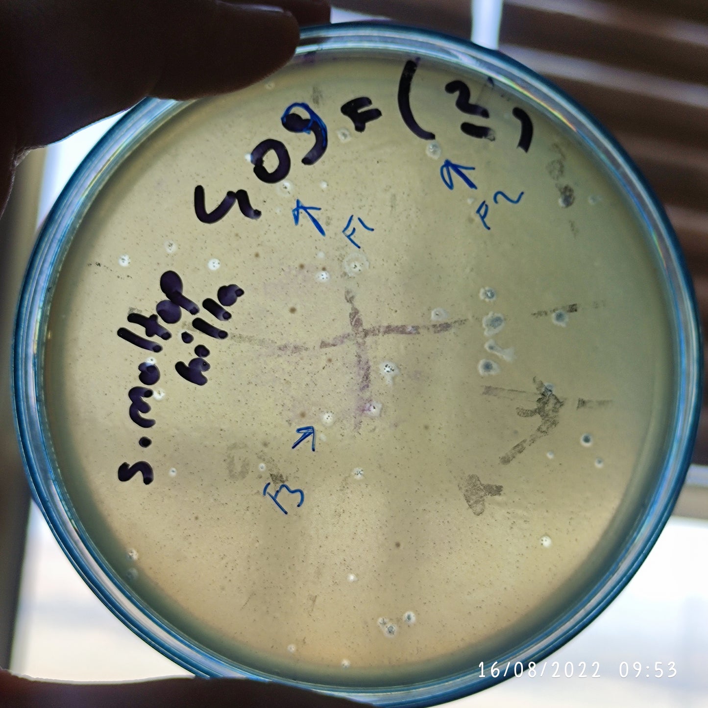 Stenotrophomonas maltophilia bacteriophage 200409F