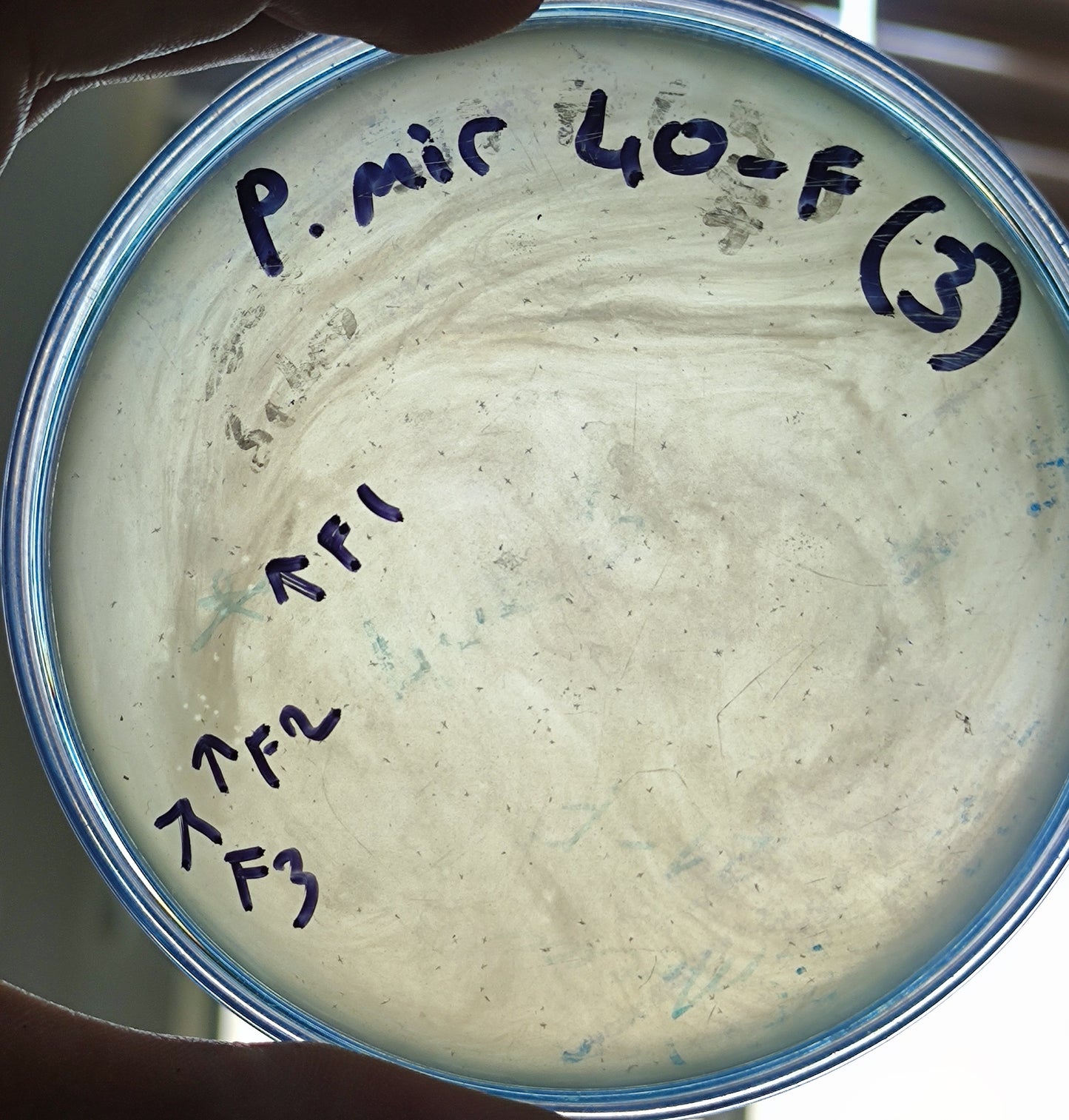 Proteus mirabilis bacteriophage 200040F