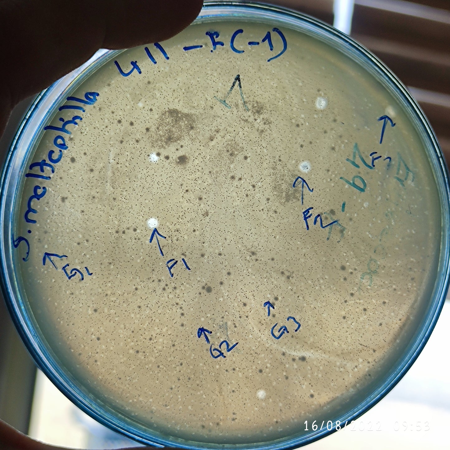 Stenotrophomonas maltophilia bacteriophage 200411G
